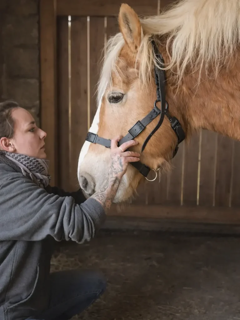 Anpassung eines Halfters direkt am Pferd Anpassung eines Lederhalfters am Pferdekopf in der Sattlerwerkstatt